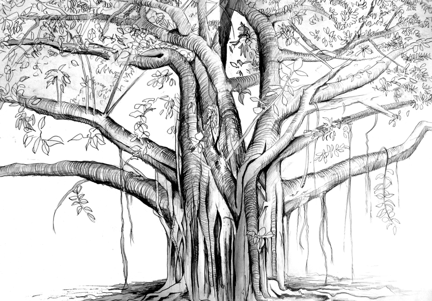 Illustration : Maringa Tree